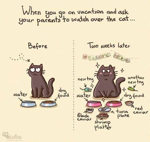 parents feed cat.jpg